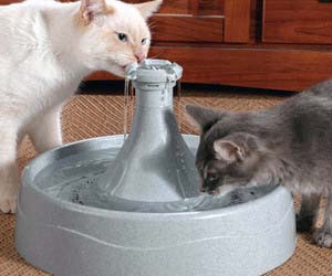 Pet Water Fountain