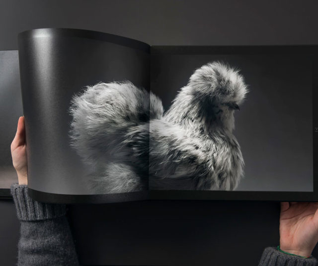 Beautiful Chickens Coffee Table Book