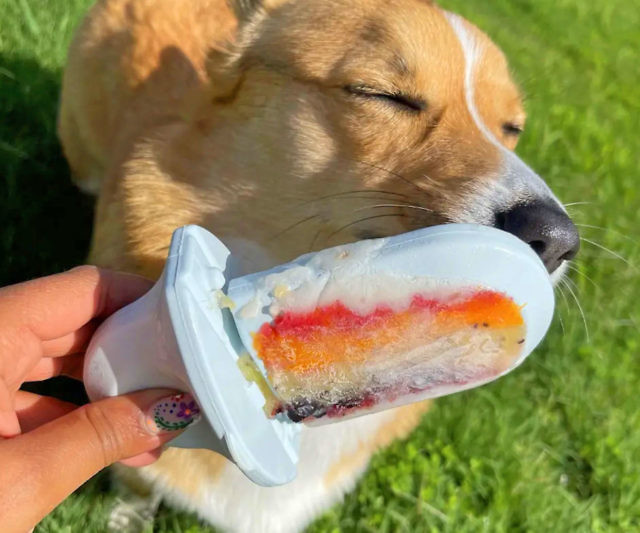 Groov Dog Training Toy