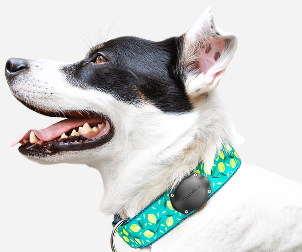 The Waterproof AirTag Dog Collar