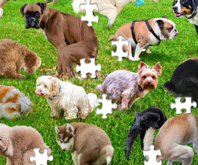 Pooping Puppies Puzzle