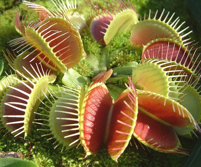 Adult Venus Flytrap Carnivorous Plant