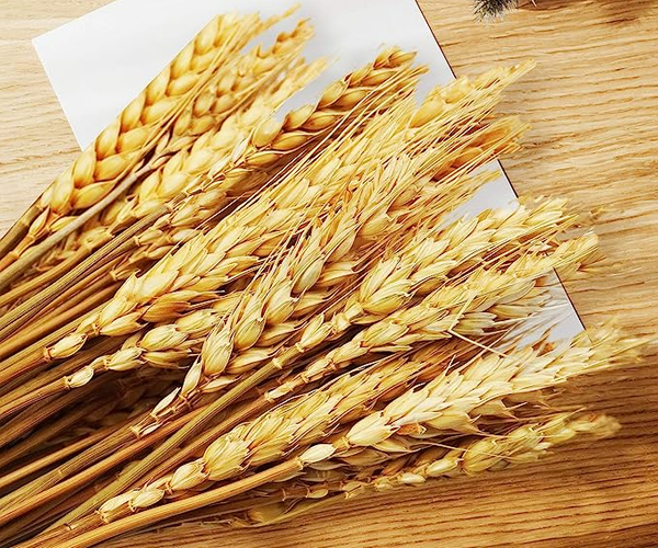 Autumn Wheat Stalks