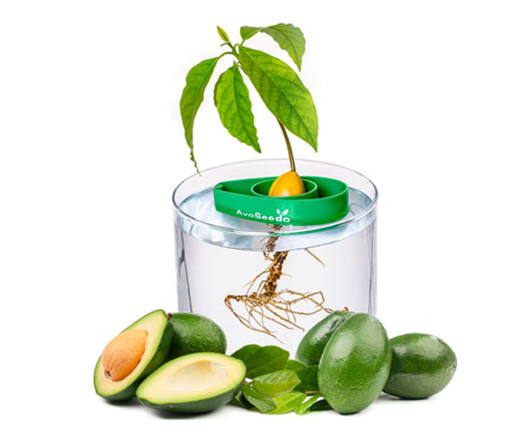 AvoSeedo Avocado Tree Growing Kit