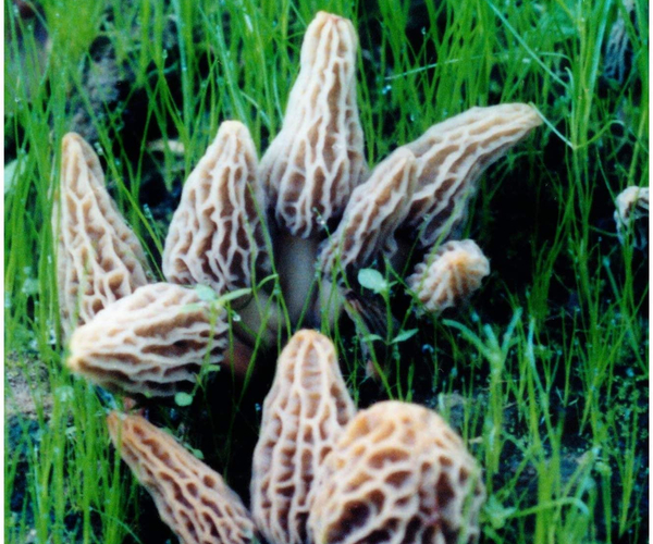 Backyard Morel Growing Kit