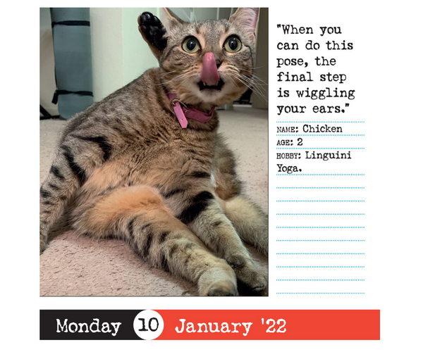 Bad Cat a Day Funny Calendar