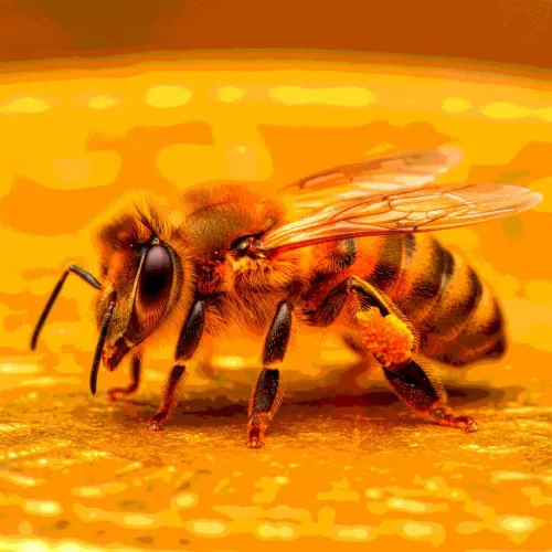 29 Buzzworthy Bee Gifts For Anyone Who Just Loves Bees