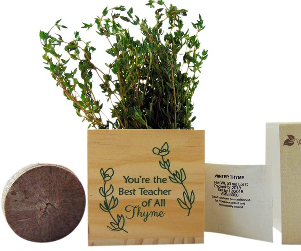 Best Teacher of All Thyme Planter