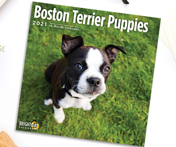Boston Terrier Puppies Calendar