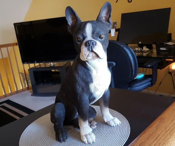 Boston Terrier Statue