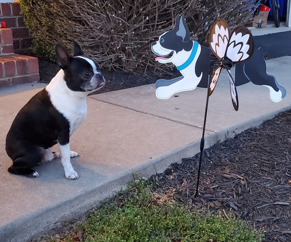 Boston Terrier Wind Spinner