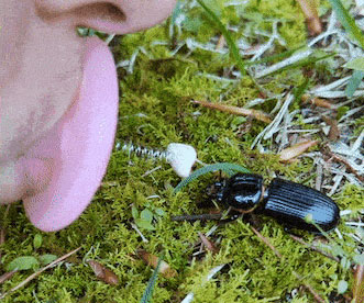 Bugkiss Little Lips For Kissing Bugs