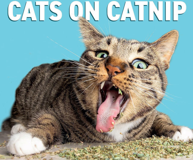 Cats High On Catnip Calendar