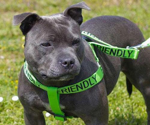 Color Coded Dog Leashes