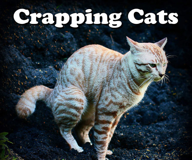 Crapping Cats Calendar