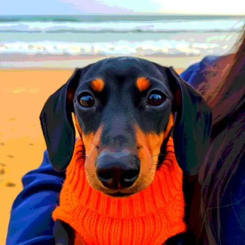 27 Delightful Daschund Gifts For Anyone Who Just Loves Wiener Dogs