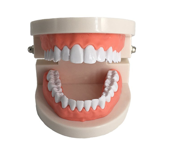 Dental Teeth Model