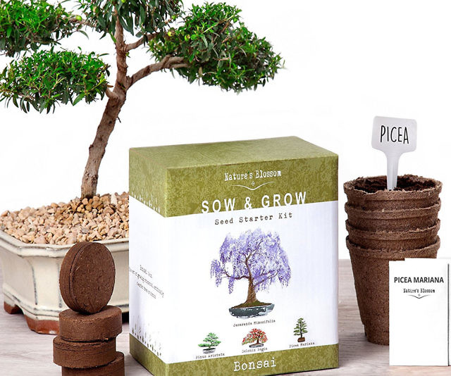 DIY Bonsai Tree Starter Kit