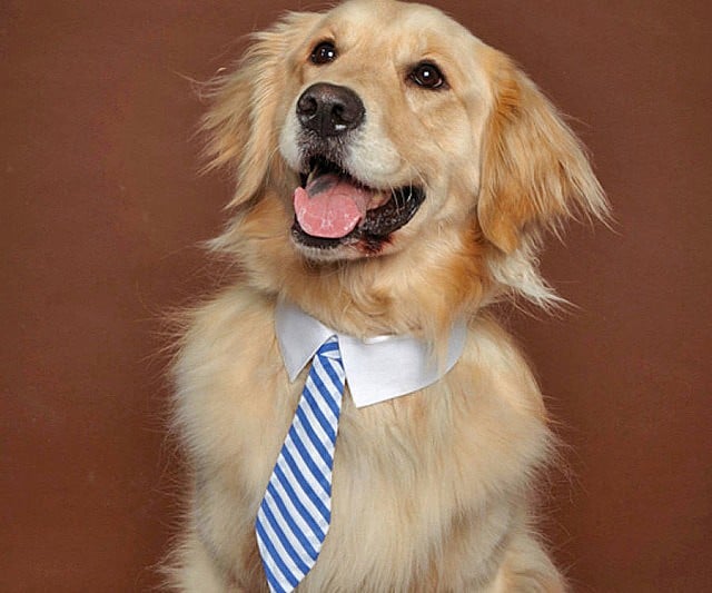 Dog Business Ties