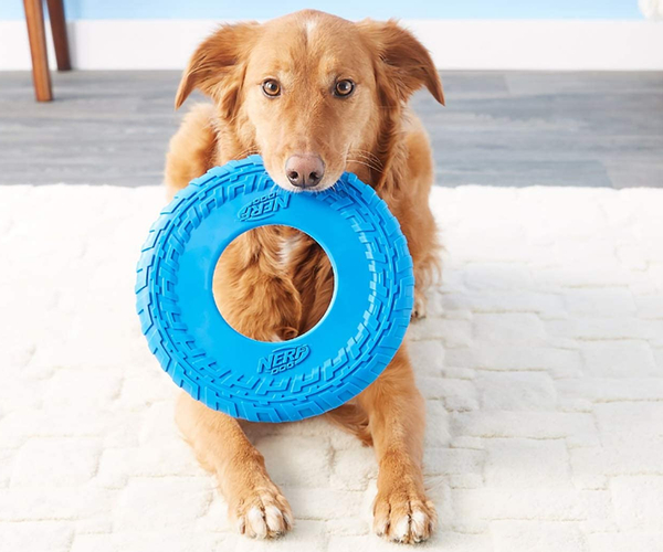 Dog Frisbee for Dog Bonding Time