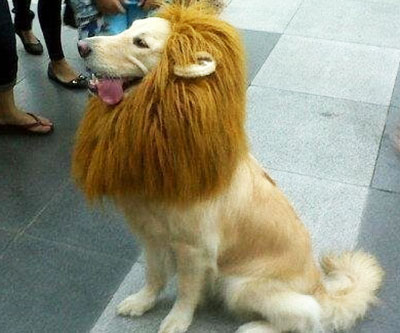 Lion Pet Wig