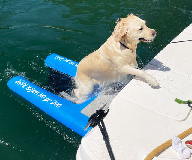 Dog On Water Ramp For Boats