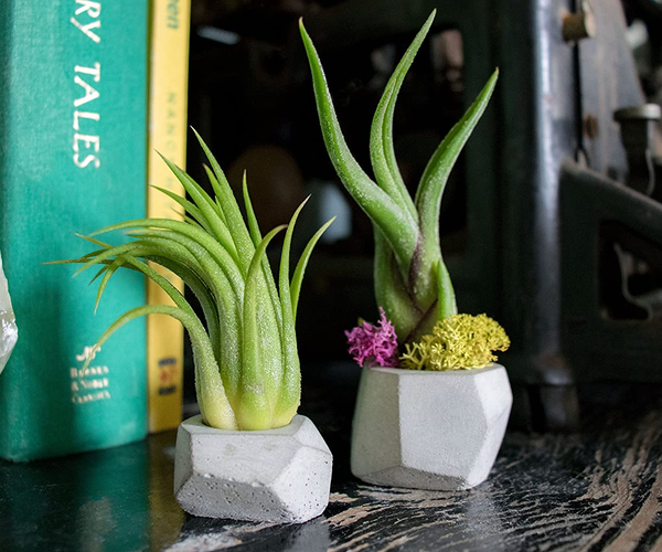 Easy to Maintain Air Plants