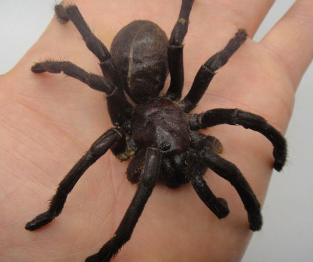 Edible Dehydrated Zebra Tarantulas