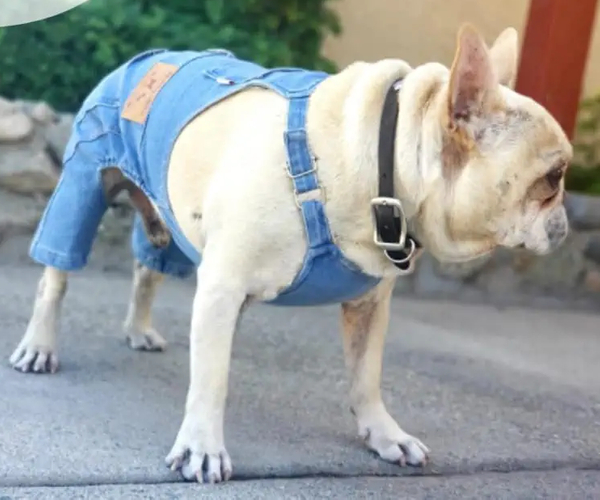 Farmer Doggy Pet Costume