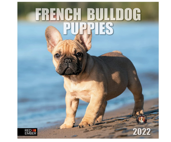 French Bulldog Puppies Calendar