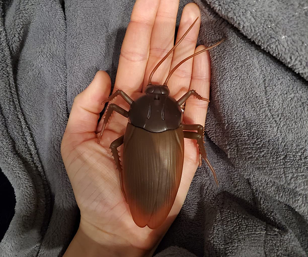 Giant RC Cockroach