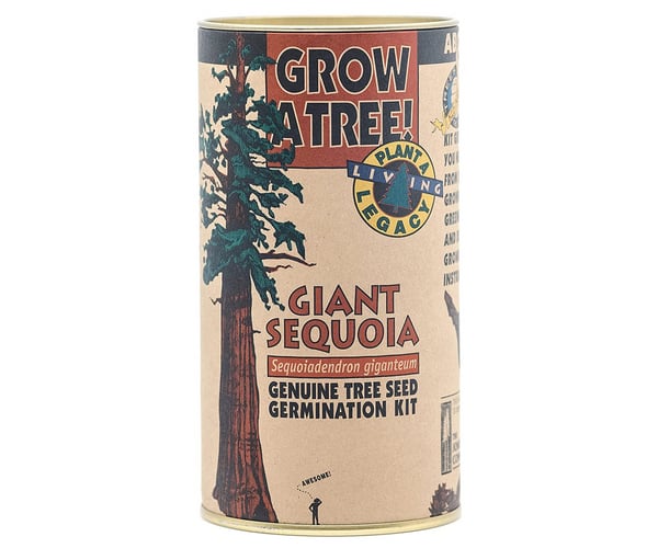 Giant Sequoia Tree Growing Kit