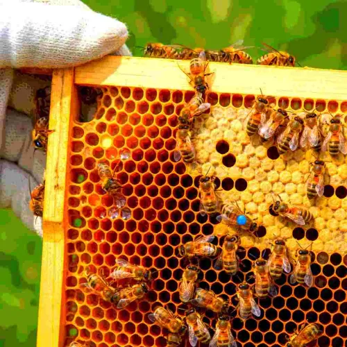 37 Buzz-Worthy Gifts For Beekeepers Guaranteed To Help Their Hives Thrive