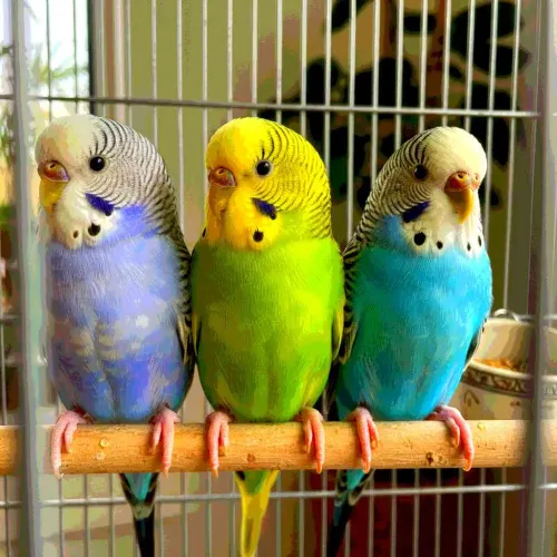 23 Amazing Gifts For Bird Lovers That'll Make Them Chirp With Glee