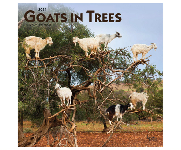 Goats in Trees Funny Calendar