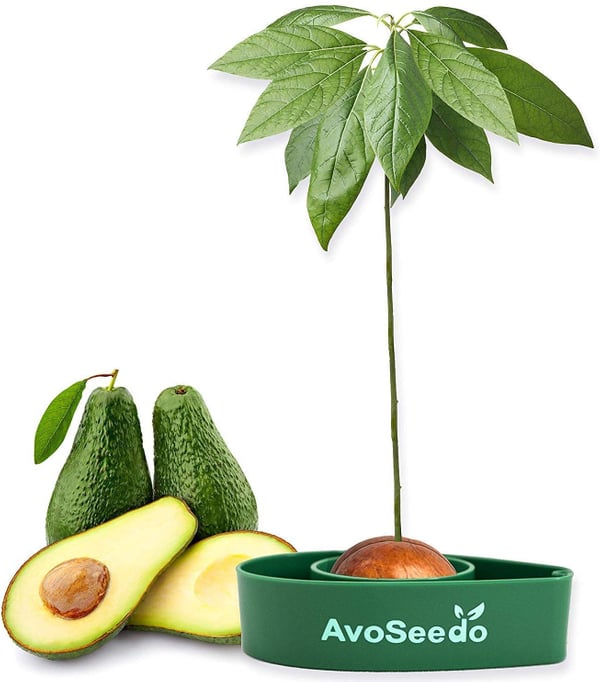 Grow Your Own Avocado Tree Kit
