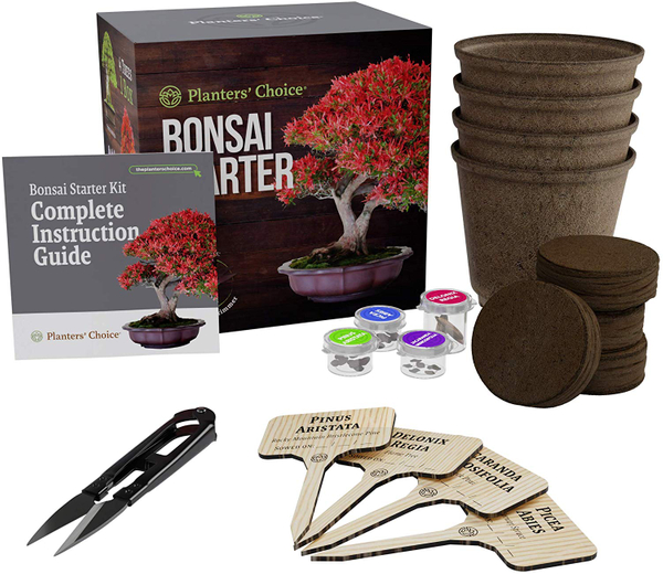 Grow Your Own Bonsai Tree Starter Kit