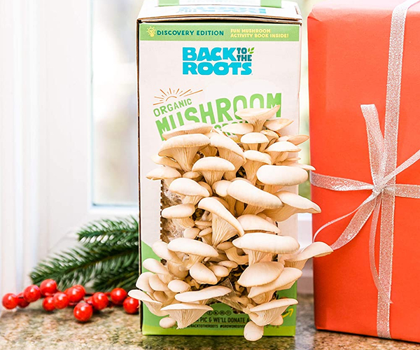 Grow Your Own Organic Mushroom Farm