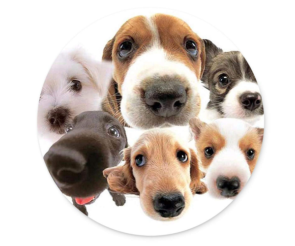 Hello Silly Dog Mousepad