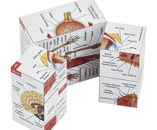 Human Anatomy Foldable Study Cube