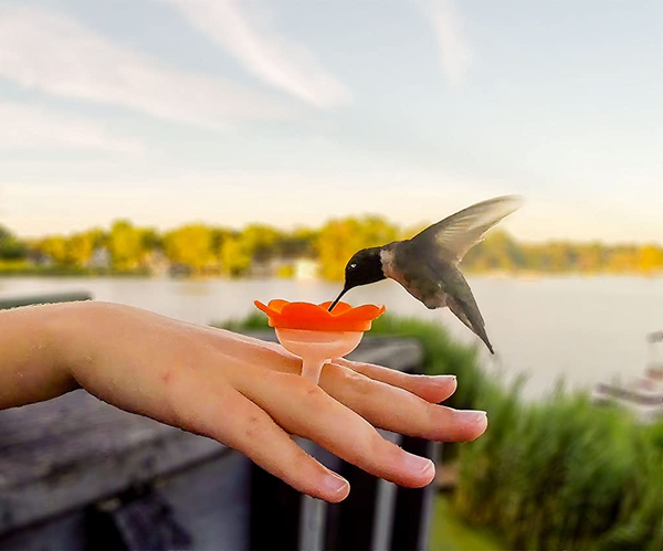 Hummingbird Ring Starter Kit