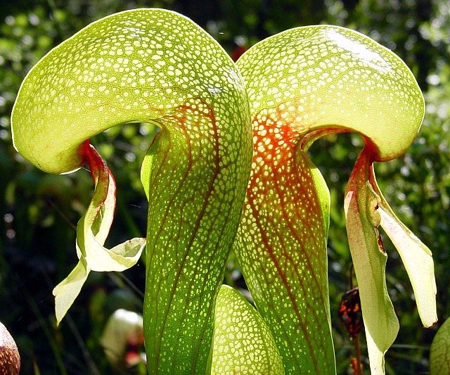 Insect Killing Carnivorous Cobra Plant