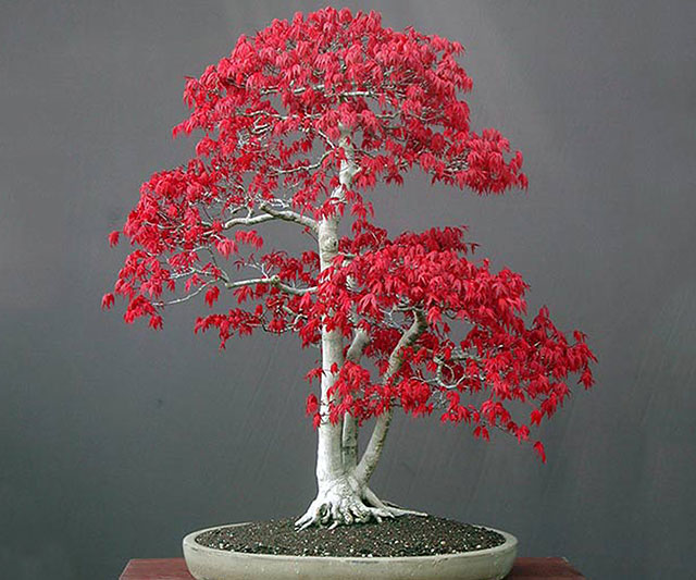 Japanese Bonsai Red Maple Tree Kit