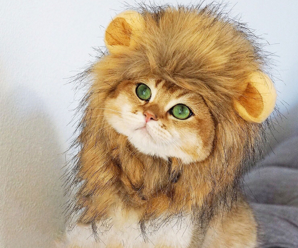 Lion Mane For Cats