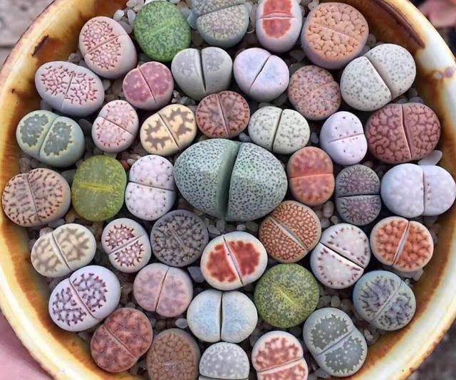 Lithop Succulent Stone Plants