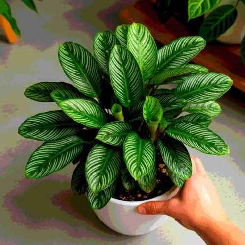 25 Wonderfully Low Maintenance Houseplants That Are Nearly Impossible To Kill