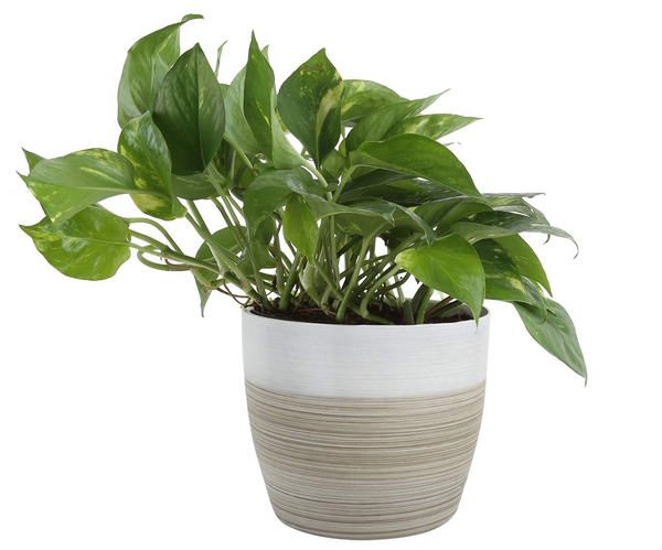 Low Maintenance Indoor Plants