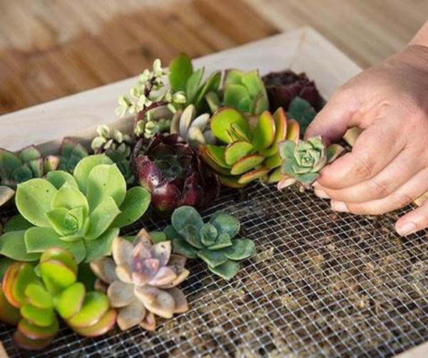 Low Maintenance Succulent Plants