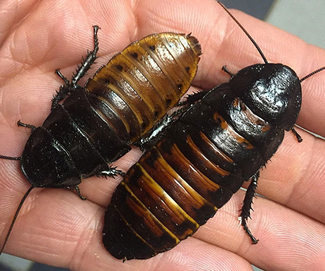 Madagascar Hissing Cockroaches