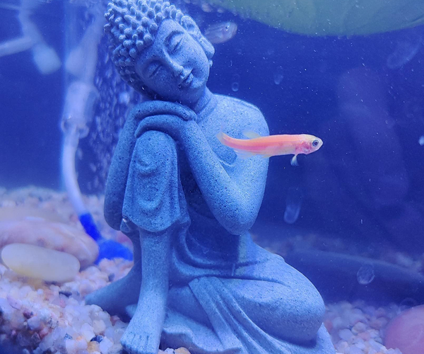 Meditating Fish Tank Statue